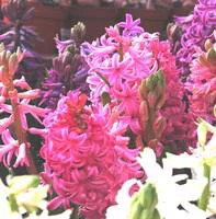 Jardin et maison:Jacinthe - Le godet
