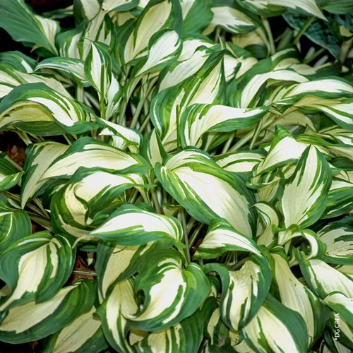 Bien pensé jardin：Hosta 'Undulata Mediovariegata' - Le pot de 2 litres