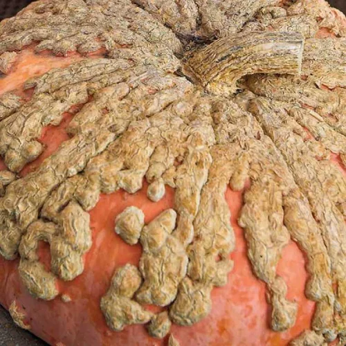 Le choix jardin：Courge Galeuse D'Eysines Bio. Le pot de 10,5 cm