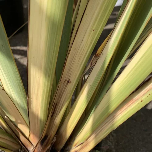Style au jardin：Phormium Tenax Variegata. Le pot de 25 litres