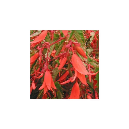Sélection jardin：Begonia - La suspension