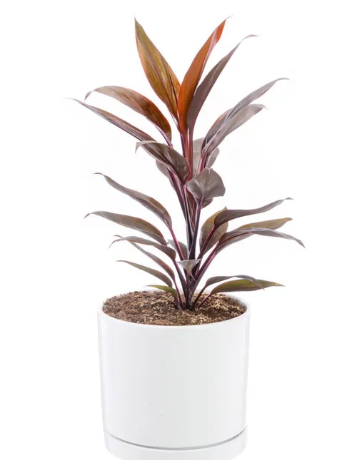 Qualité jardin:Cordyline rose en pot blanc émaillé botanic®. Le pot Ø 18 cm