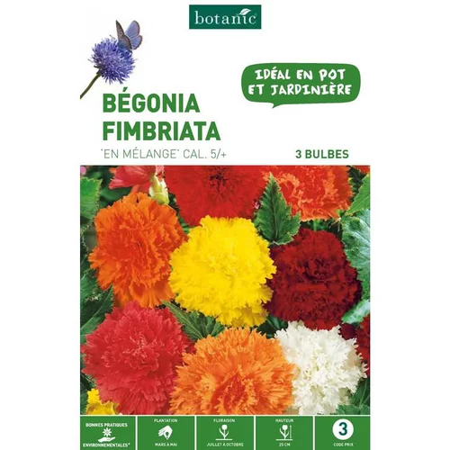 Le jardin au quotidien:Bégonia Fimbriata en mélange botanic® - 3 bulbes