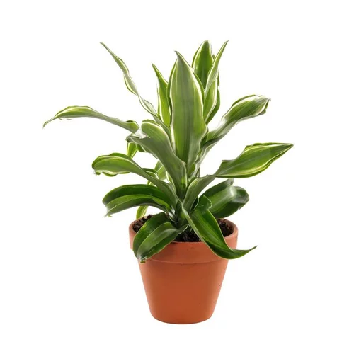 Sélection jardin：Plante à coupe variété au choix. Le pot en terre Ø 9 cm