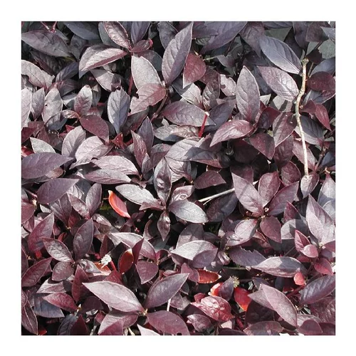 Le choix pour le jardin：Alternanthera - Le pot de 10.5 cm