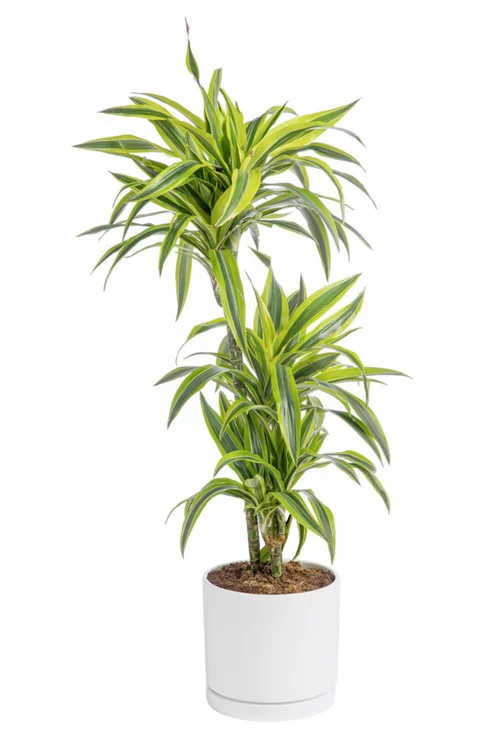 Pour vos projets jardin:Dracaena Lemon lime 3 pieds vert en pot blanc émaillé botanic®. Le pot Ø 24 cm