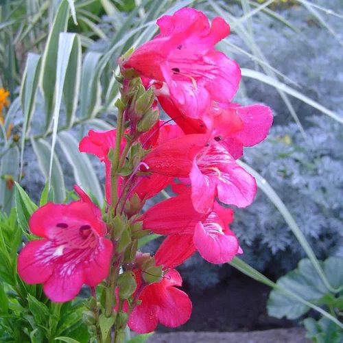 Déco pour le jardin：Penstemon - Le pot de 10,5 cm