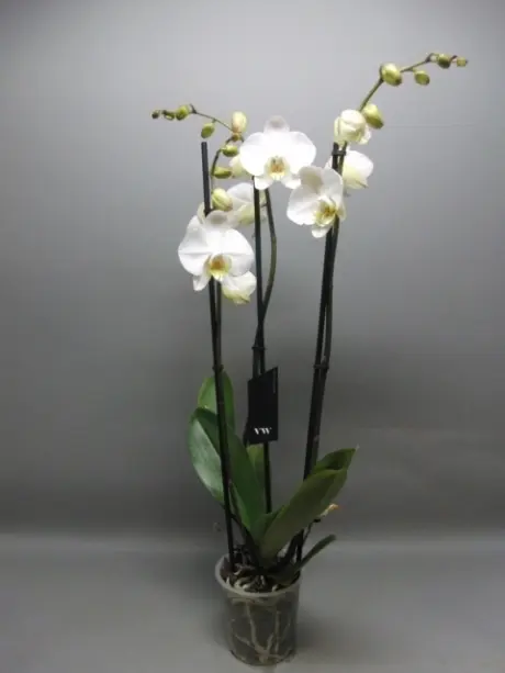 Pour votre confort en extérieur：Orchidée Phalaénopsis 3 branches blanche botanic®. Le pot de Ø 12 x 50 cm