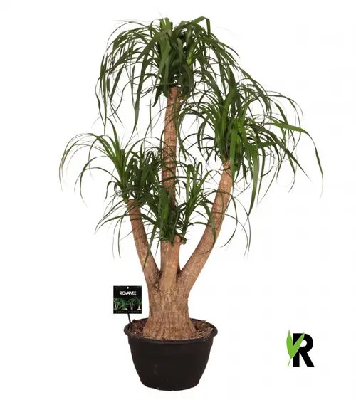 Pour un extérieur agréable:Beaucarnea ramifié. Le pot de Ø 30 x H 125 cm