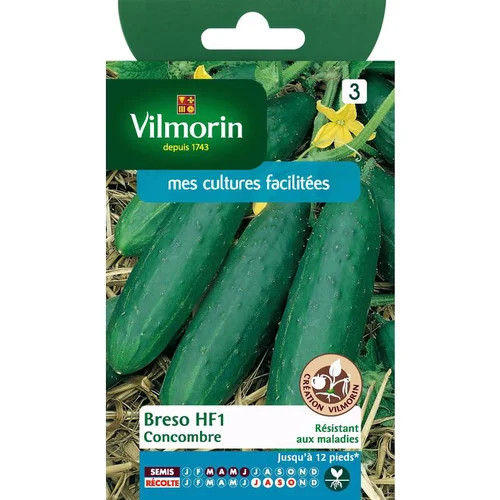Extérieur essentiel：Graines de Concombre Bredo HF1 Vilmorin - graines à semer