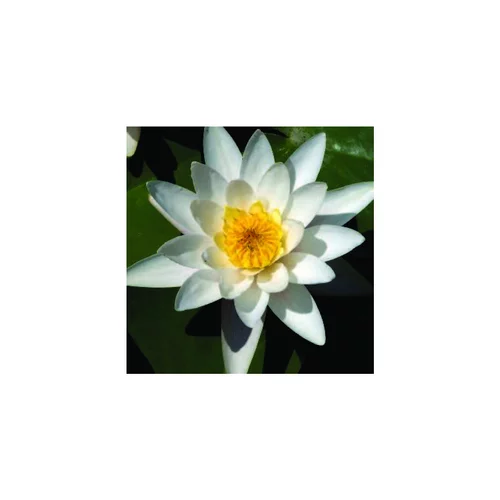 Une idée pour votre jardin：Nénuphar 'Pygmaea Alba', variété naine
