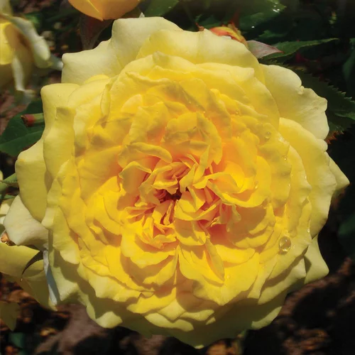 Sélection pour votre jardin：Rosier La Rotonde ®. Le pot de 3 litres