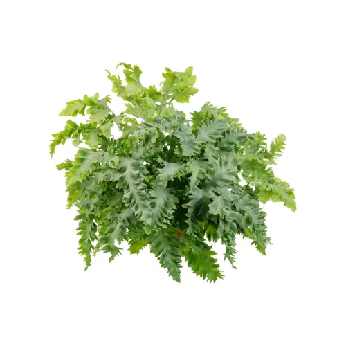 Jardin et nature:Phlebodium (Fougère bleue) vert. Le pot Ø 17 cm