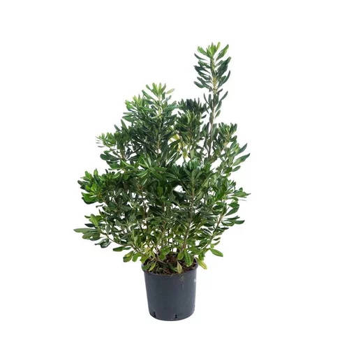 Nature jardin:Pittosporum Tenuifolium - pot 10 L