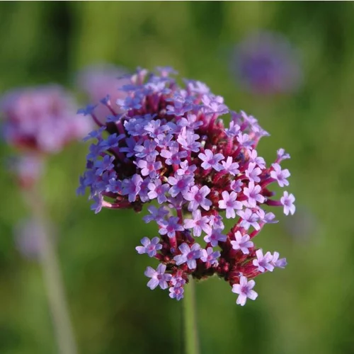 Nature facile：Verbena Bonariensis (violet) - Le pot de 1 litre
