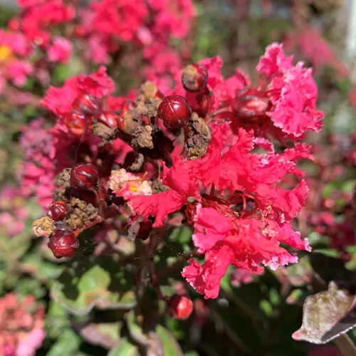 Idéal pour l’extérieur:Lagerstroemia Berlingot Menthe® rose. Le pot de 3 litres