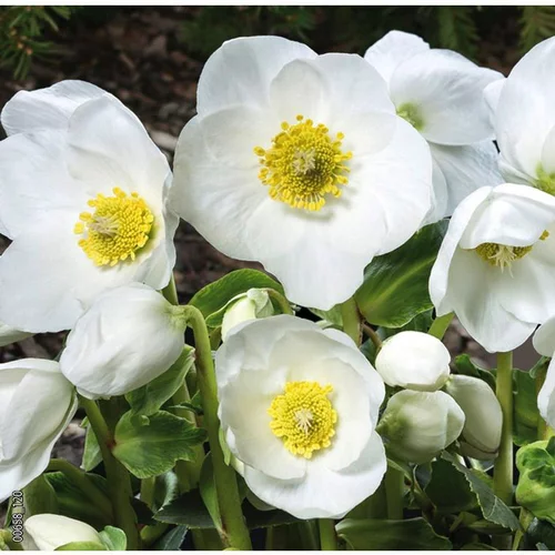 Une idée maline pour l’extérieur:Hellébore ou Rose de Noël à fleurs blanches - Le pot de 2 litres