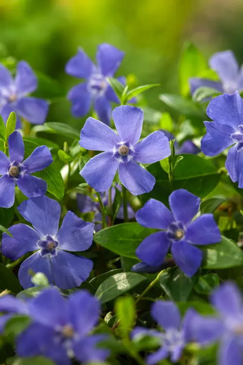 Pour plus de praticité au jardin：Petite pervenche - Le pot de 2 litres