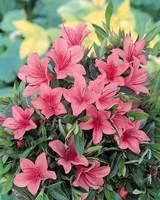Extérieur plaisir:Azalée Japonaise (Azalea Japonica) 20/30 rose. Le pot de 3 litres