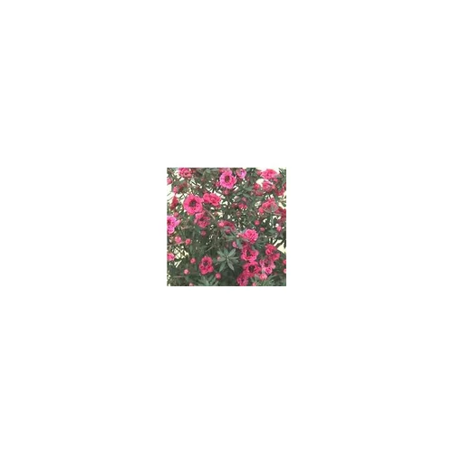Pour valoriser vos extérieurs:Leptospermum - Le pot de 2 litres