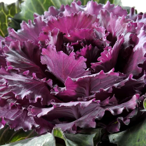Nature jardin：Chou d'ornement décoratif multicolore - Le pot Ø 10,5 cm