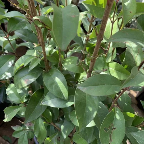 L’allié du jardin:Troène (Ligustrum Japonicum) 80/100. Le pot de 7,5 litres