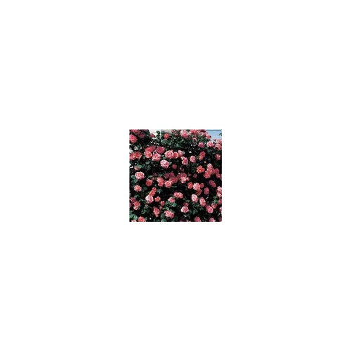 La solution pour votre jardin：Rosier rose grimpant – Pot de 7L