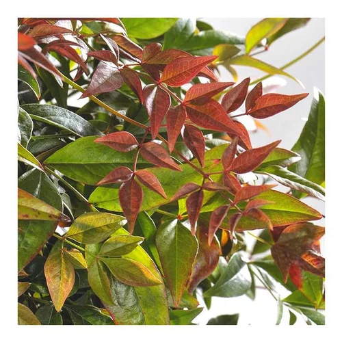 Au service de votre jardin：Nandina Domestica Obsessed rouge en pot