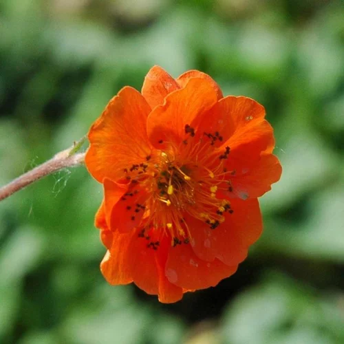 Extérieur moderne：Benoîte ou Geum à fleurs multicolores - Le pot de 2 litres