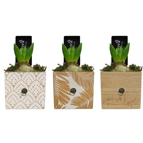 Extérieur nature：Jacinthe en pot carré décoratif de 9 cm