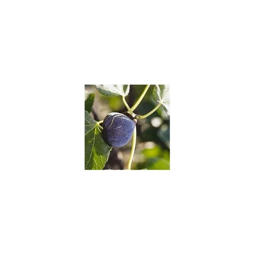 Vie au jardin：Figuier. Le pot de 5 litres (1/4 tige)