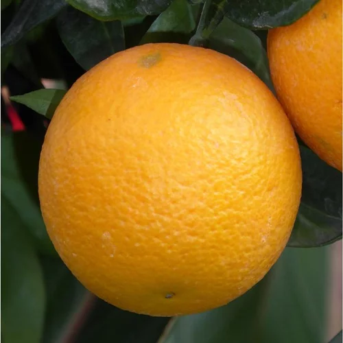 Pour tous les jours：Oranger. Le pot de 6 litres