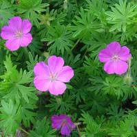 Une sélection pensée pour l’extérieur：Géranium sanguin - Le pot de 3 litres
