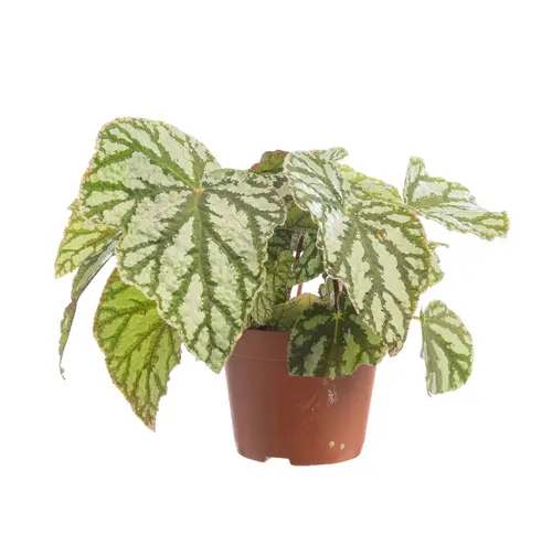 À avoir au jardin：Bégonia rex multicolore. Le pot de Ø 12 cm