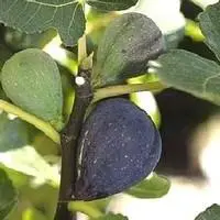 Une touche extérieure：Figuier noir de Caromb coloris violet - 35 L