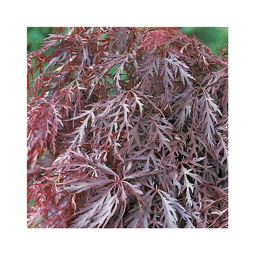 Extérieur confort:Erable du Japon (ACER PALMATUM CRIMSON QUEEN ) Le pot de 15 litres