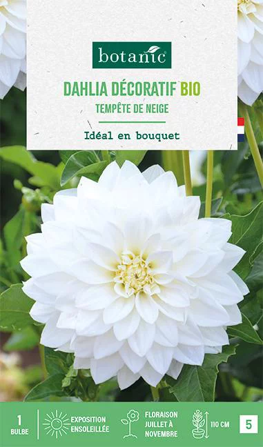 Extérieur qualité:Bulbe de fleurs Dahlia décoratif Tempête de neige bio botanic® - 1 bulbe