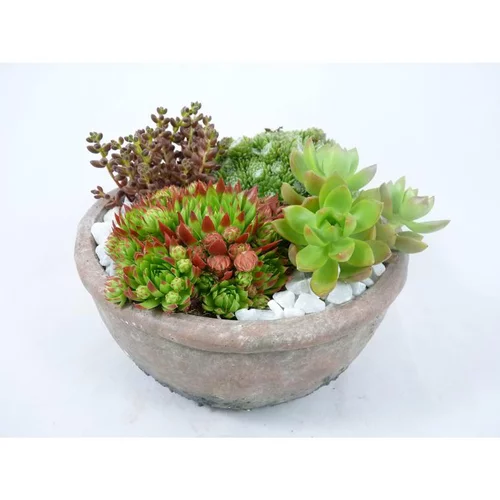 Espace vert sélection：composition de plantes grasses - La coupe