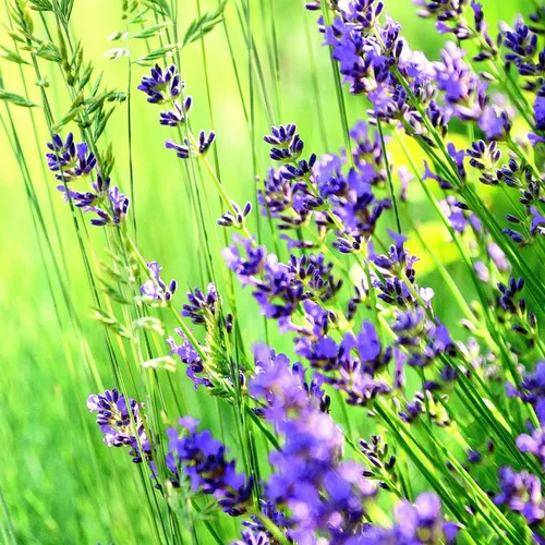 Le pratique au jardin：Lavandula Angustifolia "Laugusta" - Le pot de 2,5 litres