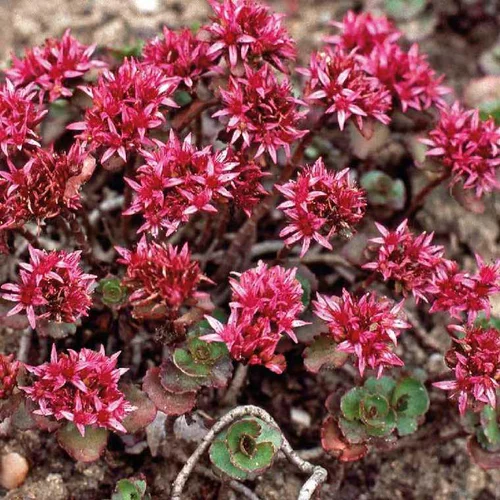 Jardin durable：Sedum - La coupe terre cuite de 25 cm