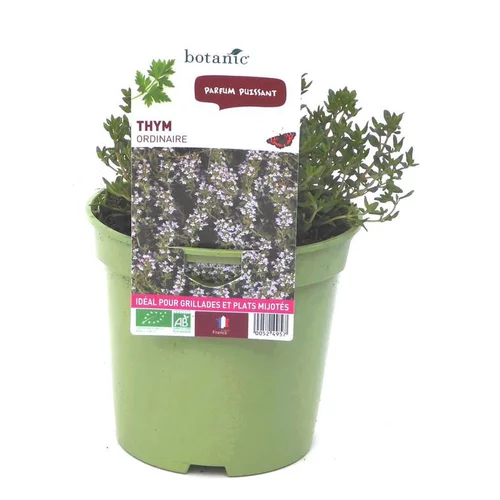Une idée pratique pour le jardin：Thym Commun Bio. Le pot de 1 litre