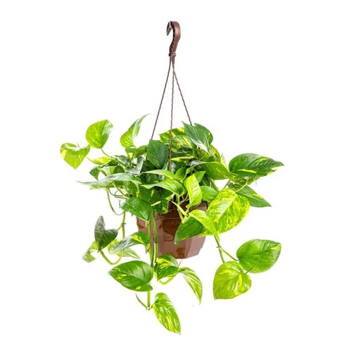 Déco pour le jardin:Pothos suspension Ø21xH50 cm