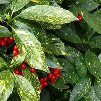 Déco pour le jardin:Aucuba Japonica Crotonifolia jaune 50/60 cm en pot de 10 L