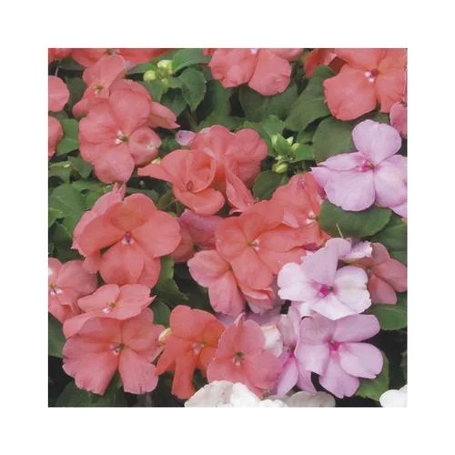 Mieux au jardin：Impatiens - Le pack de 6 plants