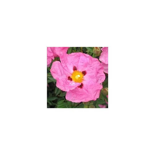 Espace vert sélection：Ciste à fleurs rose - Le pot de 2,5 litres