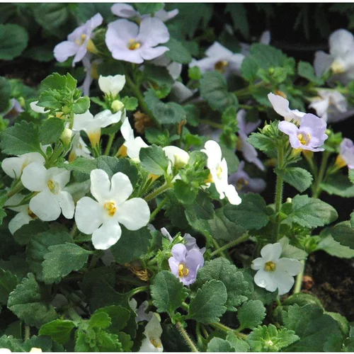 Pour simplifier vos extérieurs:Mélange de Bacopa (Sutera cordata) à fleurs multicolores - La suspension avec soucoupe