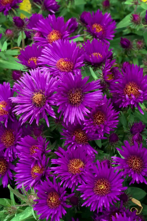 Votre jardin：Aster nain ‘Purple Diamond’ - Le pot de 2 litres