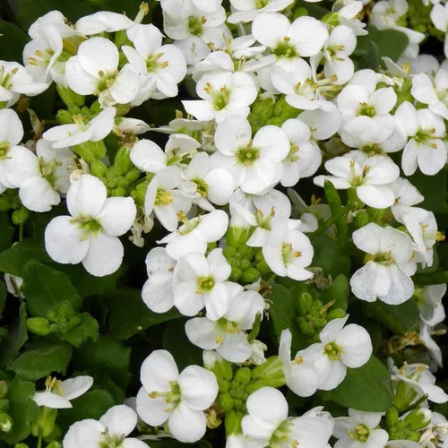 Pour vos projets jardin:Arabette du Caucase (Arabis caucasica ou Corbeille d'argent) à fleurs blanches - Le pot de 2 litres