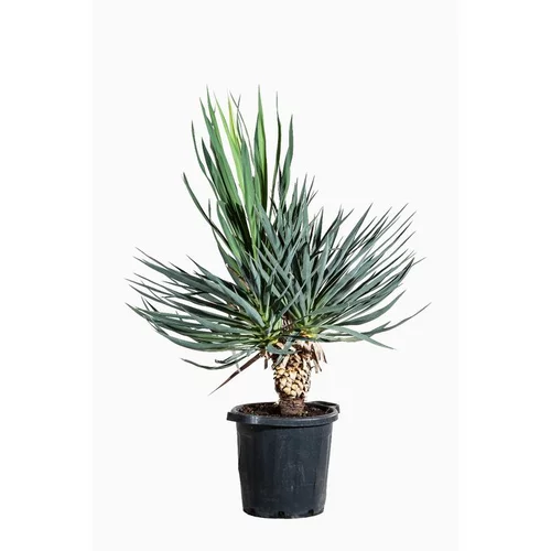 Loisirs jardin:Yucca Gloriosa (Yucca Superbe) en pot de 35 litres vert
