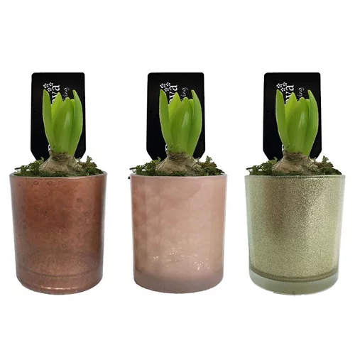 L’essentiel pour l’extérieur:Jacinthe en pot. La composition déco de 9 cm